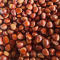 Chinese New Crop fresh organic chestnut price